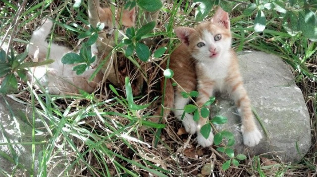 九游登录中心-“中国足球产业创新联盟成立，推动产业升级”，中国足球产业发展现状