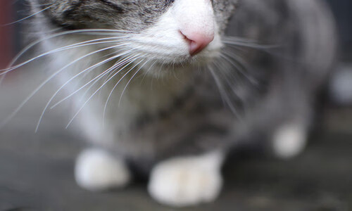 【科技助力裁判】传感器与摄像头结合确保“零误判”,传感器和探头是一个东西吗