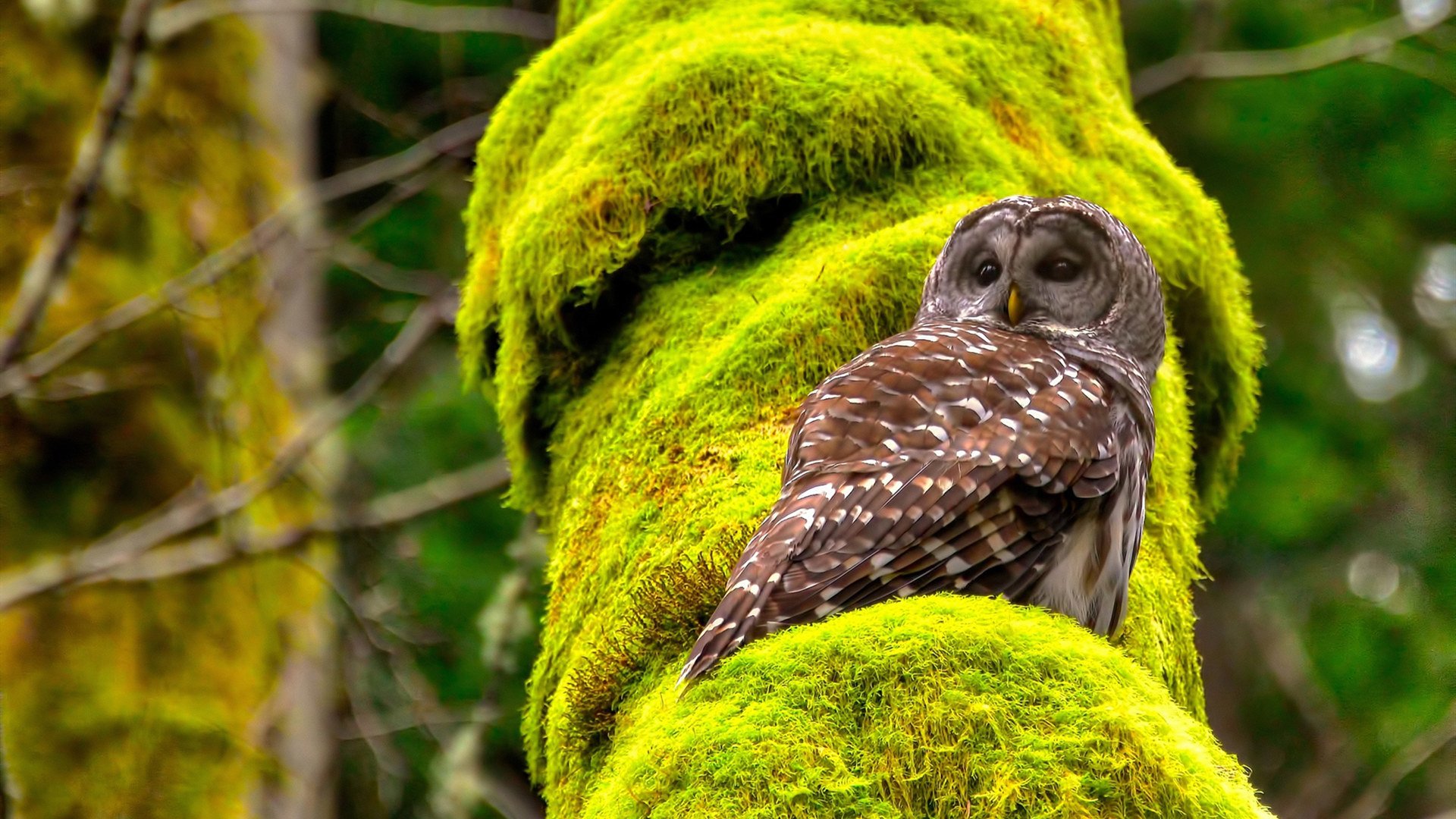 全国青少年田径锦标赛，运动员展现超强实力，2020全国青少年田径